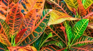 croton petra
