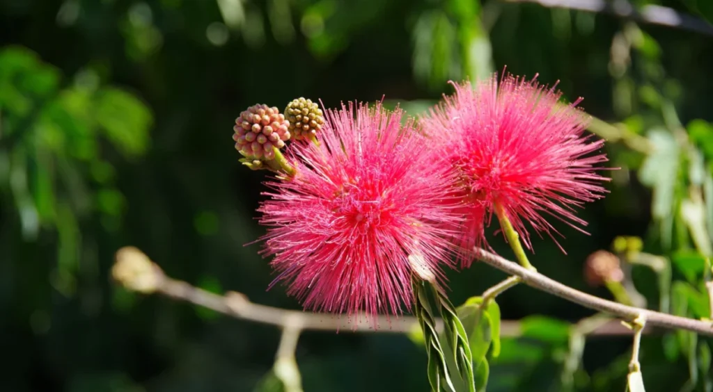 flor de Caliandra vermelha