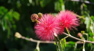flor de Caliandra vermelha