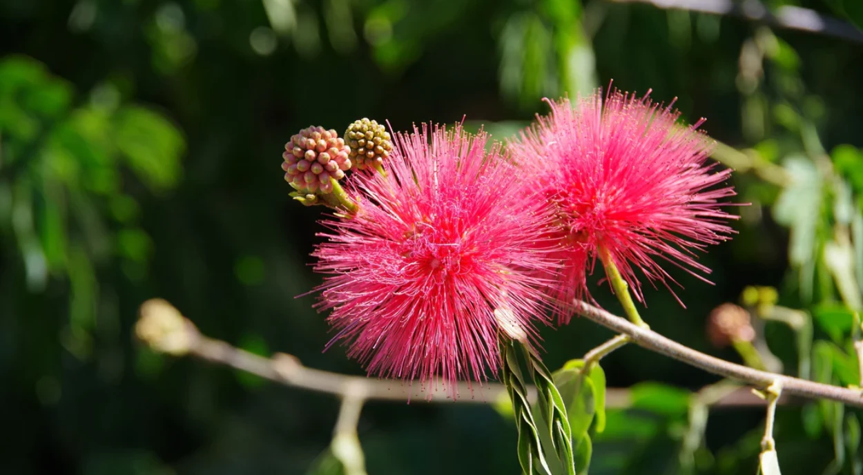 flor de Caliandra vermelha