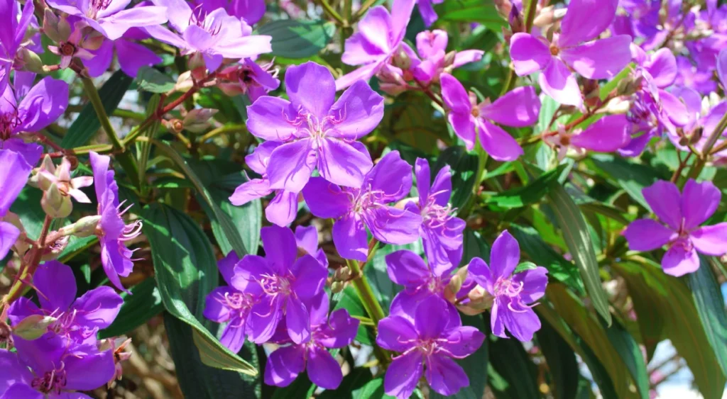 flor quaresmeira roxa granulosa