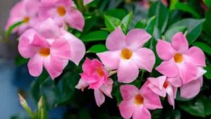 flores de Dipladênia rosa