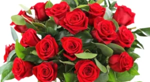lindas rosas colombianas