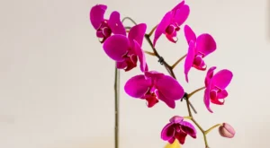 orquídeas Phalaenopsis