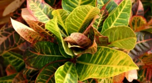 planta Croton