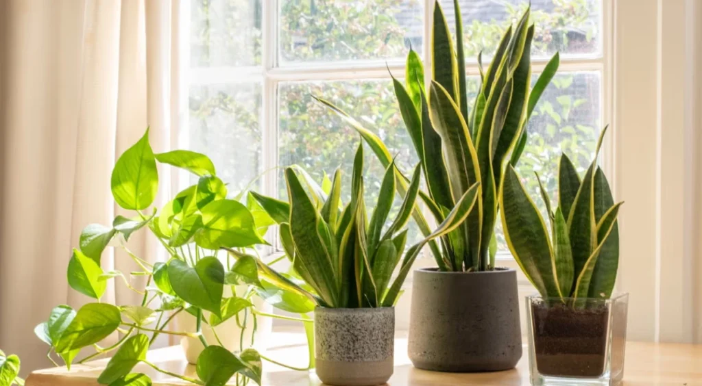 plantas internas em vaso ao lado da janela com sol
