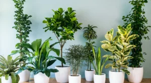 plantas internas em vasos brancos