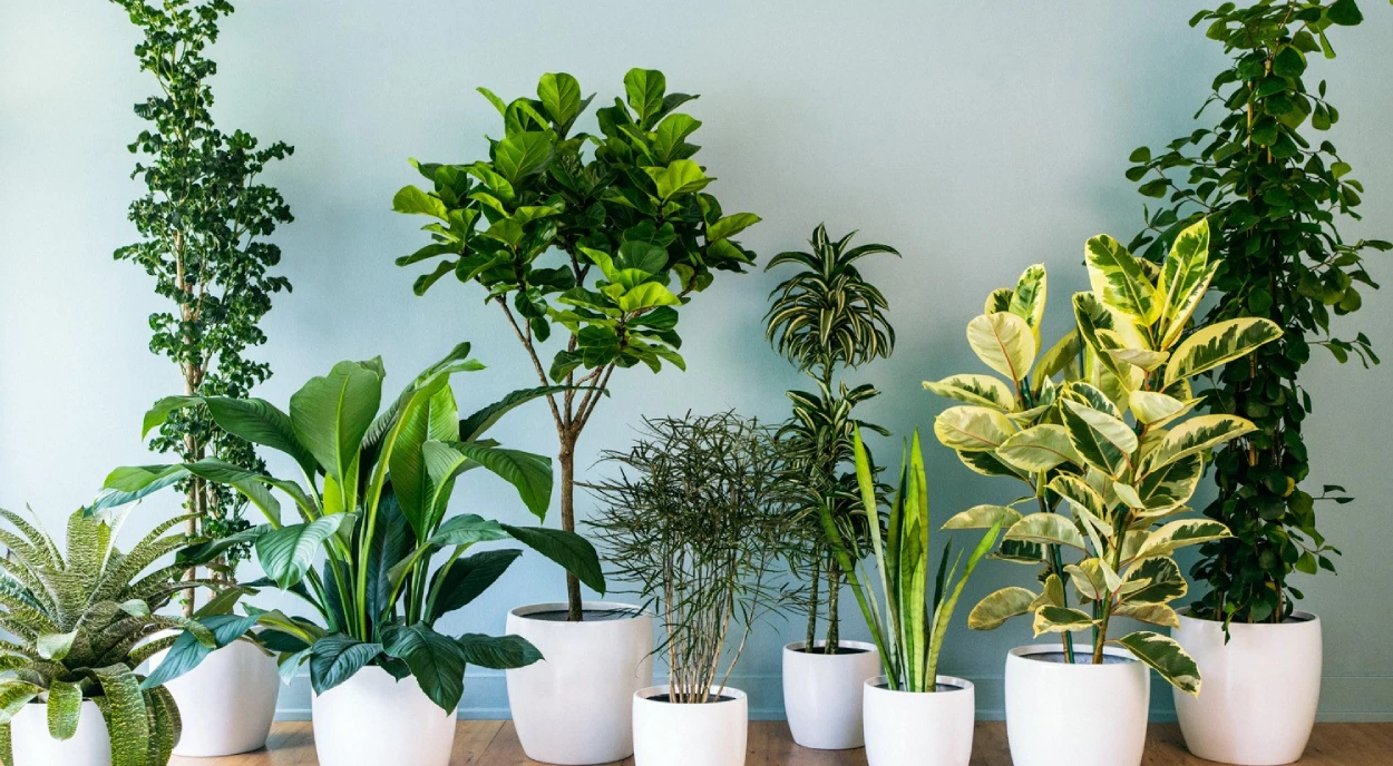plantas internas em vasos brancos