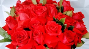 rosas vermelhas colombianas