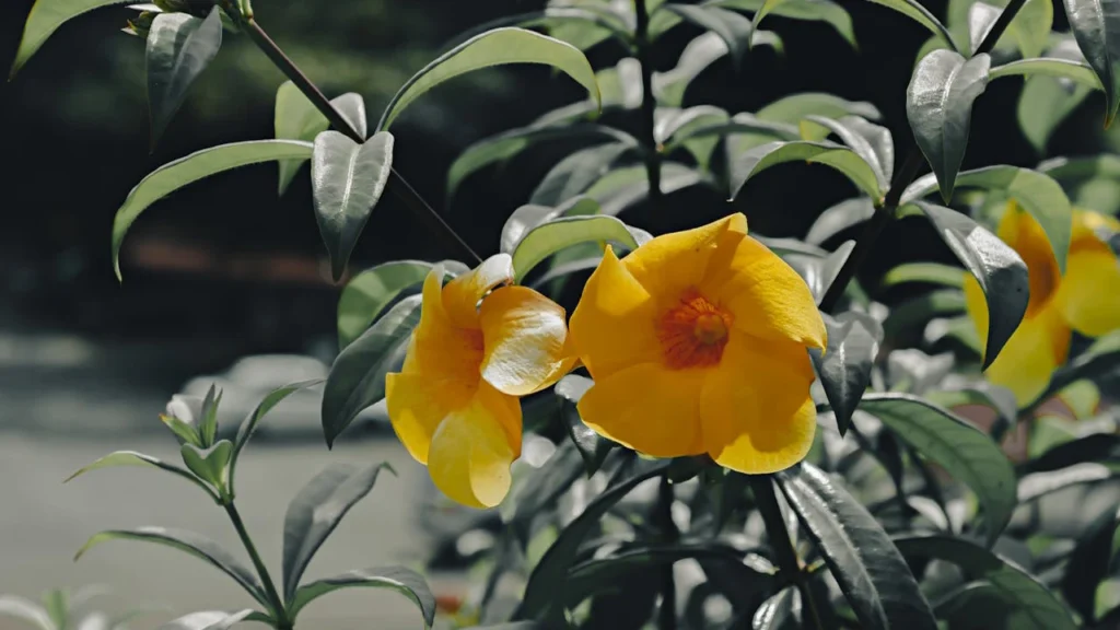 trepadeiras alamanda