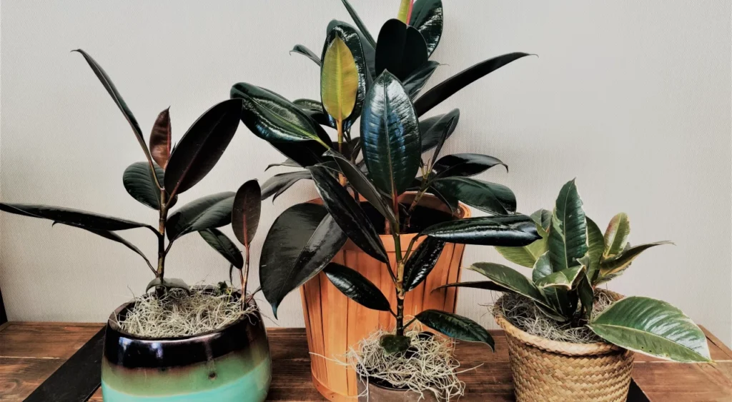 4 Ficus elastica em vasos