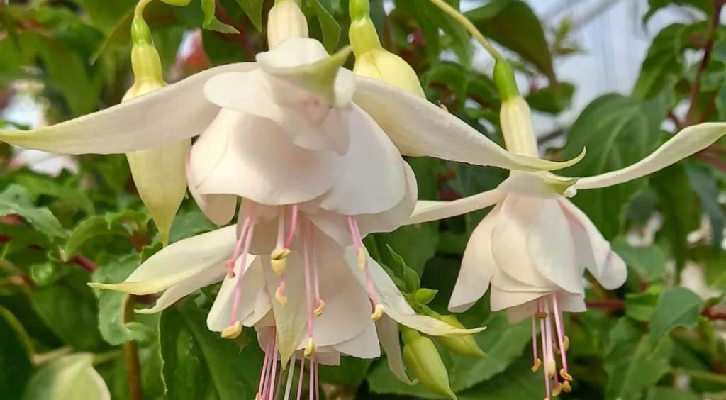 Brinco-de-princesa branco