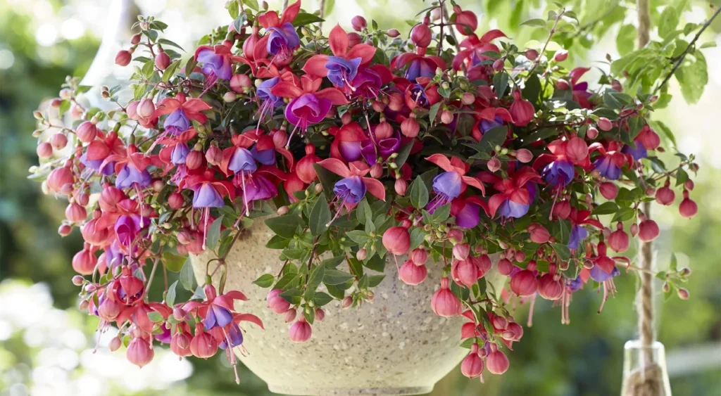 Brinco-de-princesa em vaso suspenso decorativo