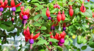 Brinco-de-princesa planta