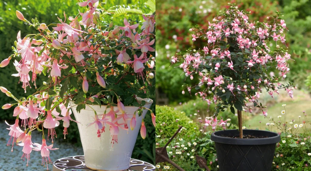Brinco-de-princesa rosa