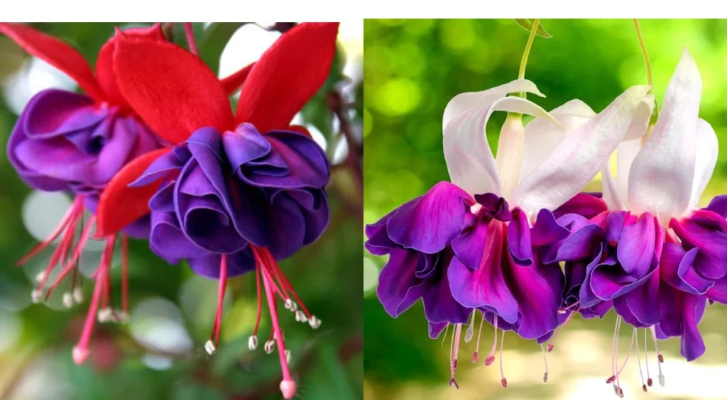 Brinco-de-princesa roxo