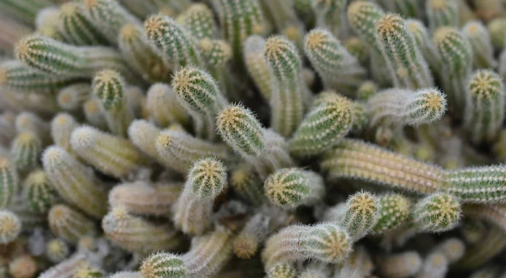 Cacto Amendoim