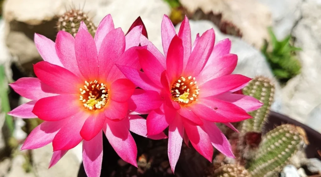 Cacto Amendoim com 2 flores rosa