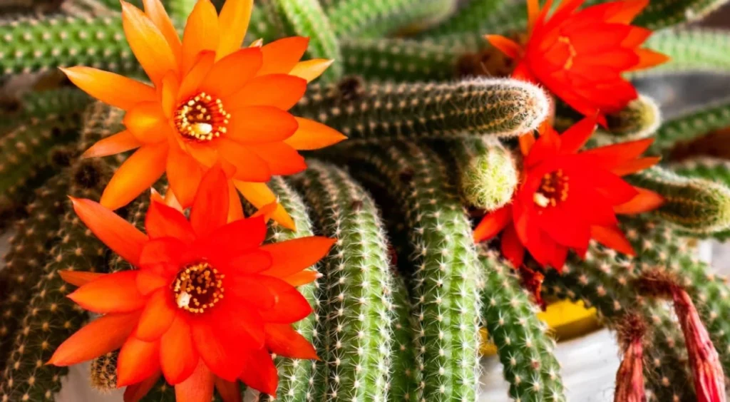 Cacto Amendoim com 4 flores