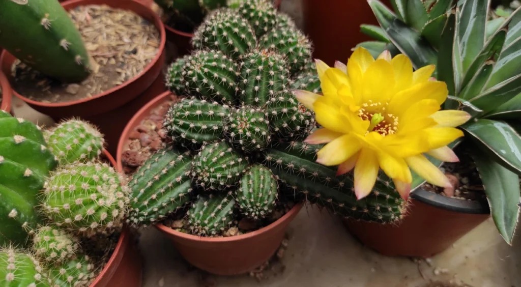 Cacto Amendoim com flor amarela
