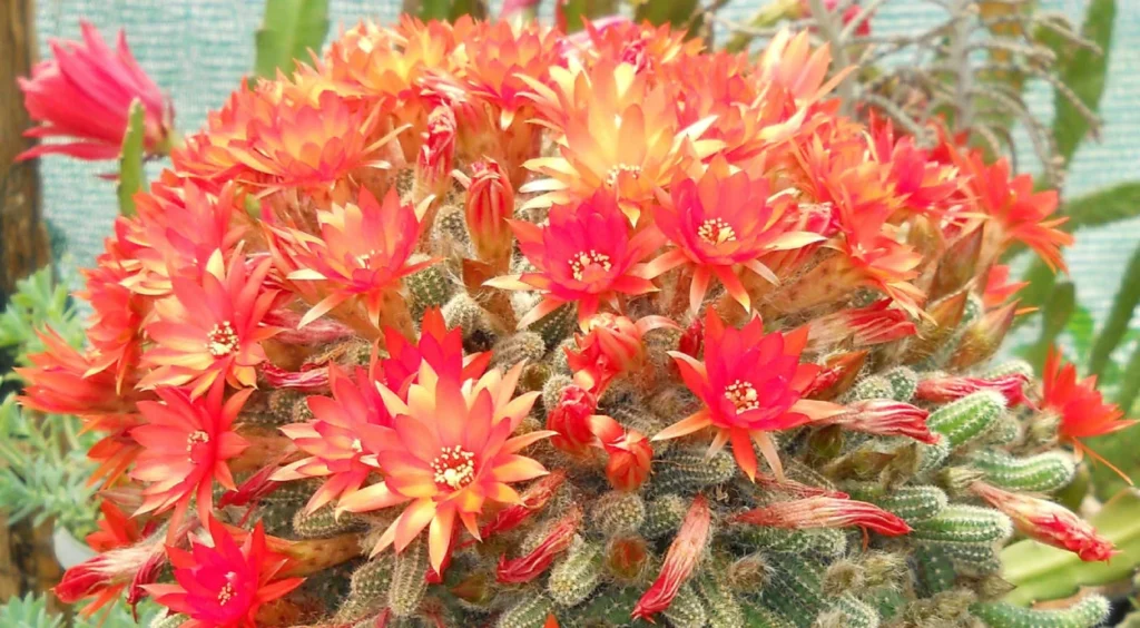 Cacto Amendoim com muitas flores