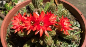 Cacto Amendoim em vaso marrom florido