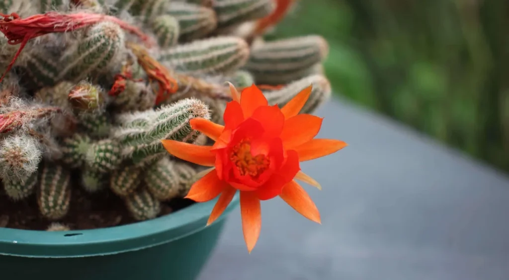 Cacto Amendoim em vaso verde com flor vermelha