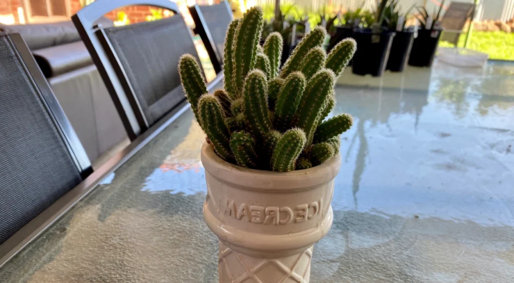 Cacto amendoim em vaso de casquinha de sorvete
