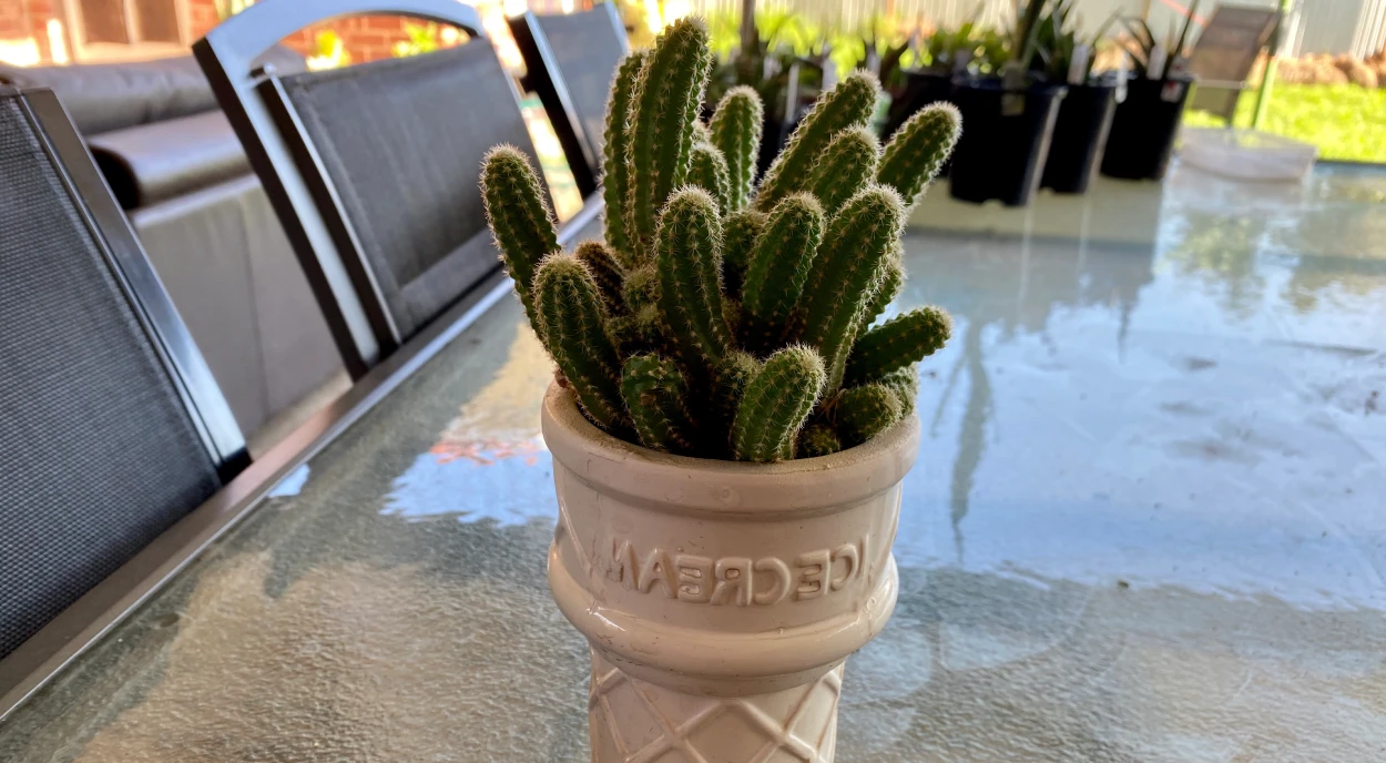 Cacto amendoim em vaso de casquinha de sorvete