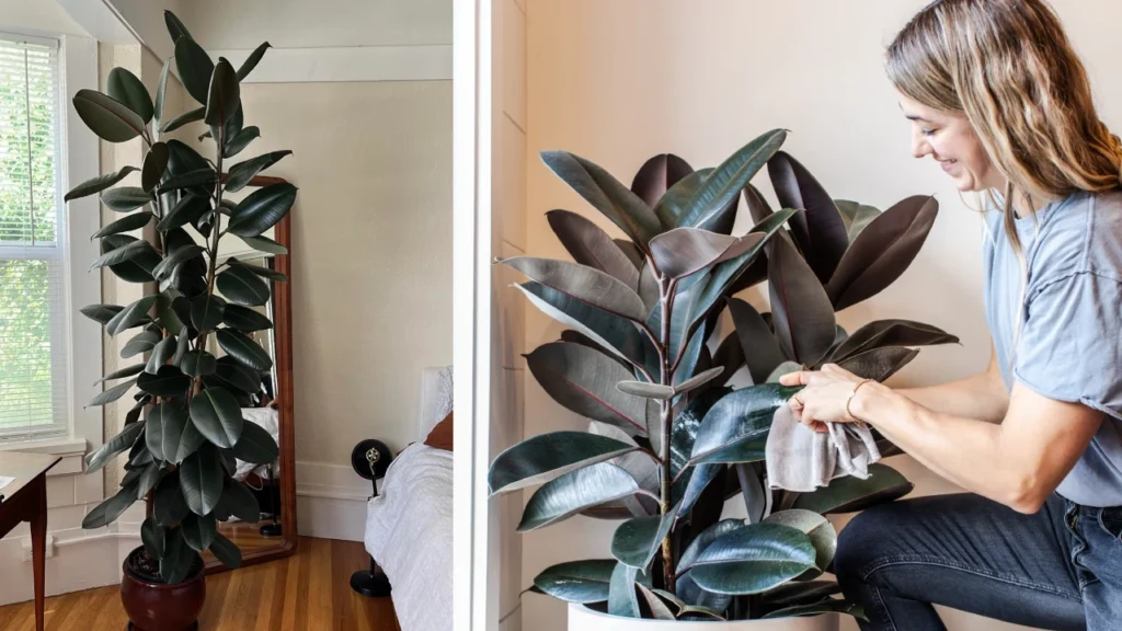 Ficus elastica Burgundy 2