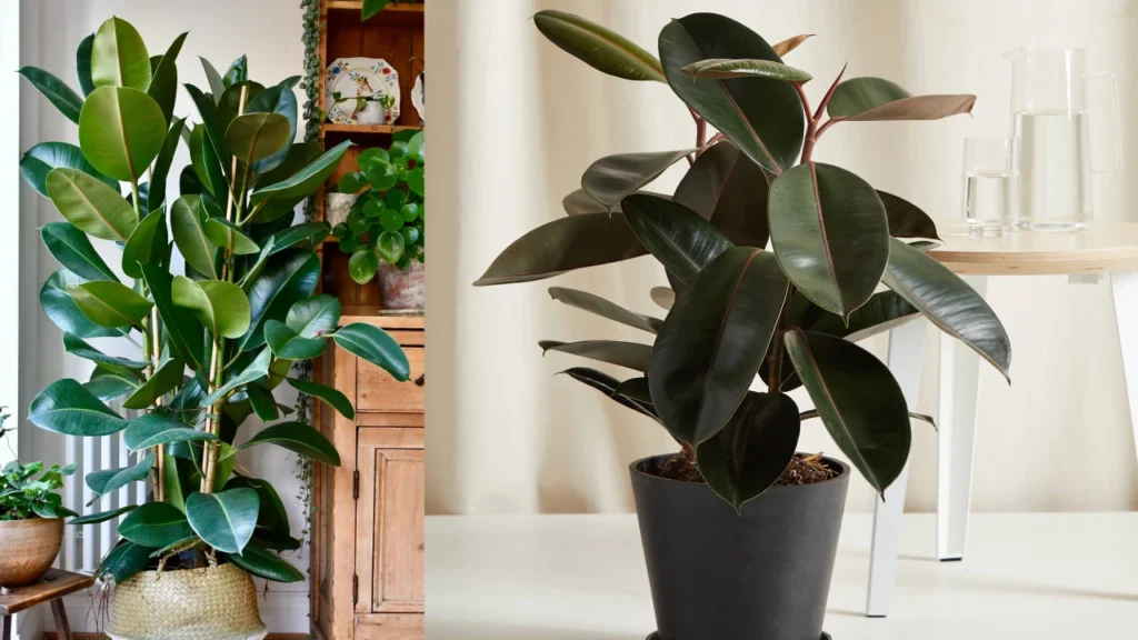 Ficus elastica Robusta 1
