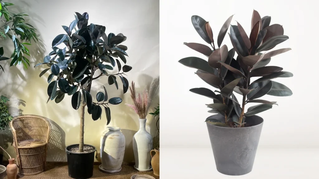 Ficus elastica burgundy 1