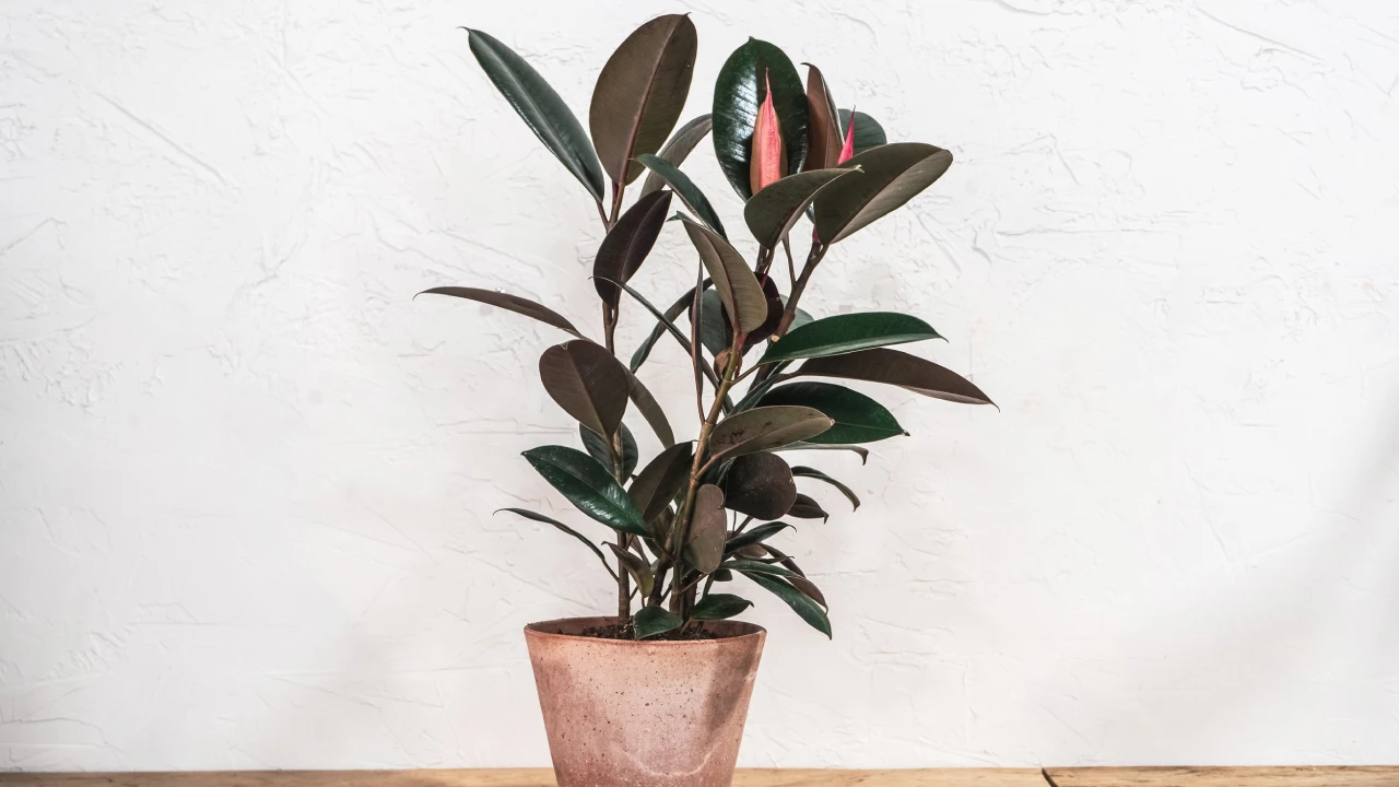 Ficus elastica em ambiente minimalista