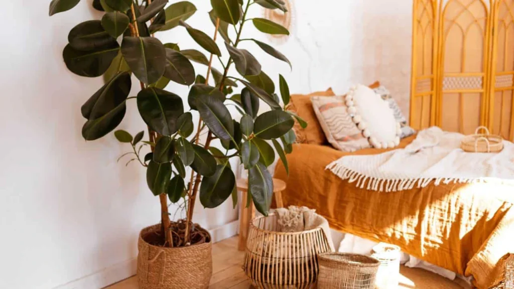Ficus elastica em cesto