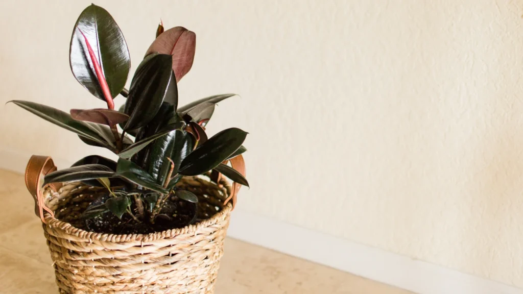 Ficus elastica em cesto sobre a mesa