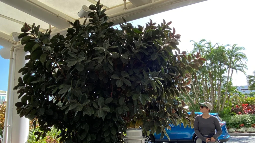 Ficus elastica grande em jardim