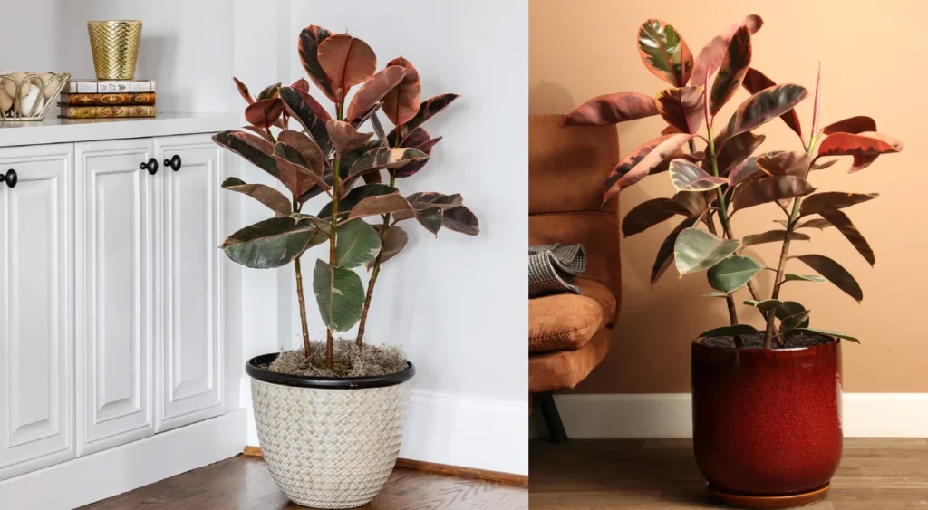 Ficus elastica ruby mosaico 1