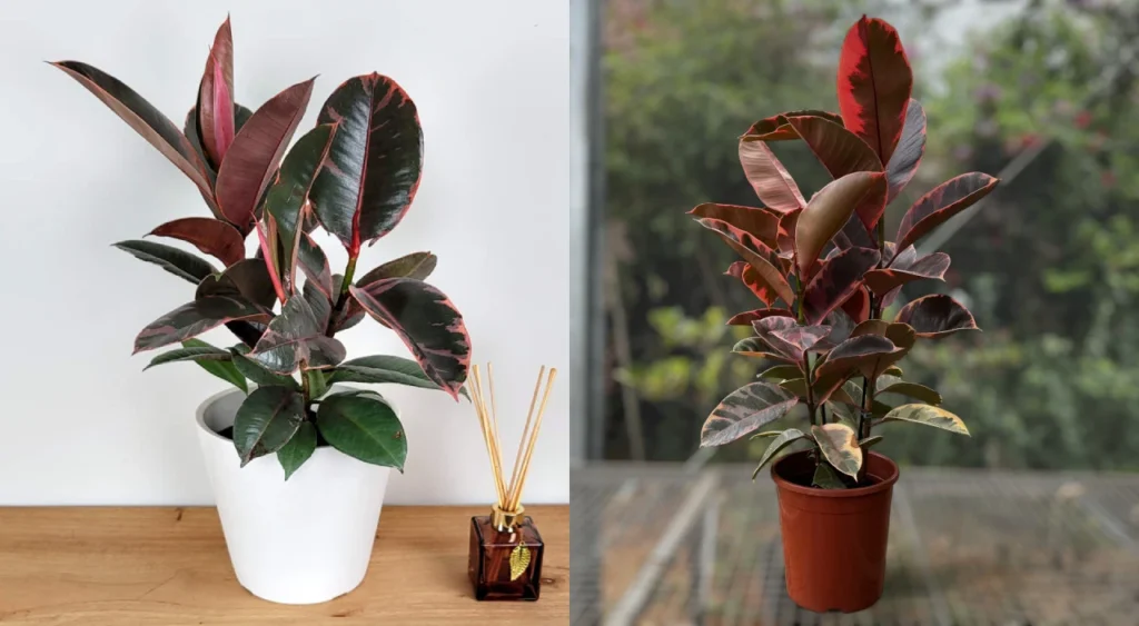 Ficus elastica ruby mosaico 2
