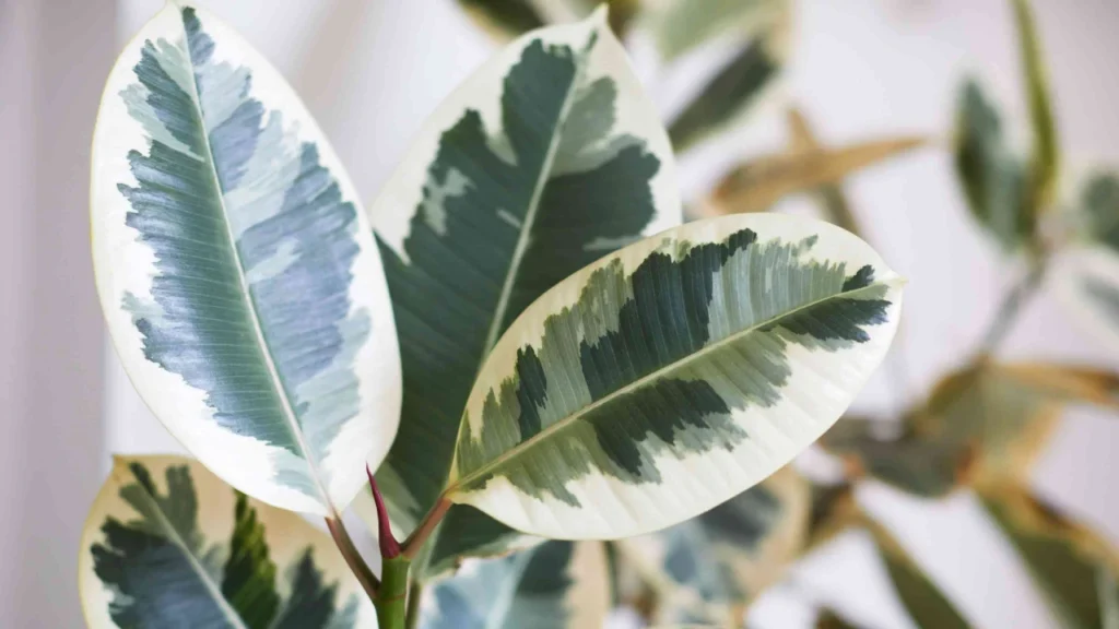 Ficus elastica tineke