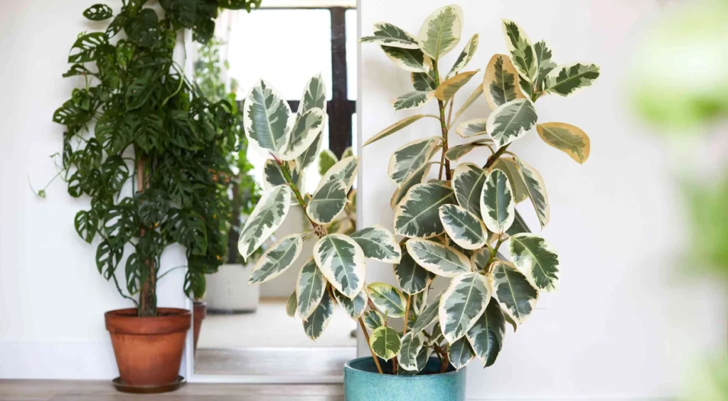 Ficus elastica tineke em vaso azul
