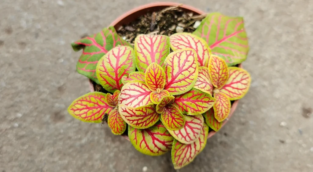 Fittonia albivenis ‘Verschaffeltii’