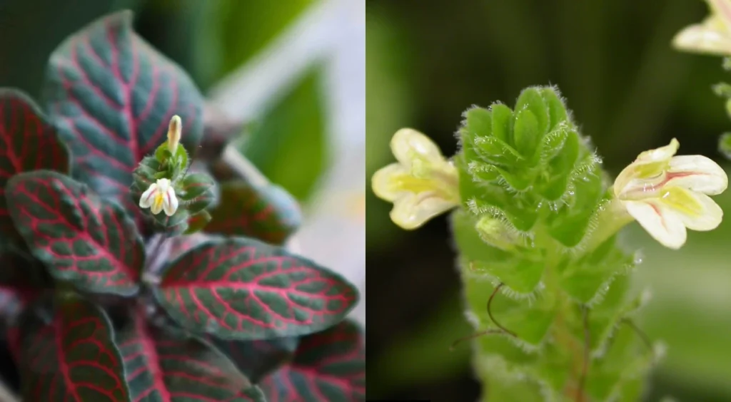 Fittonia com flor