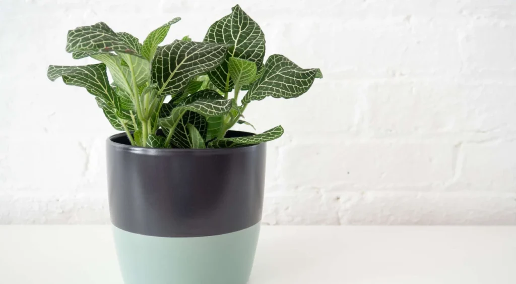 Fittonia em vaso preto e azul
