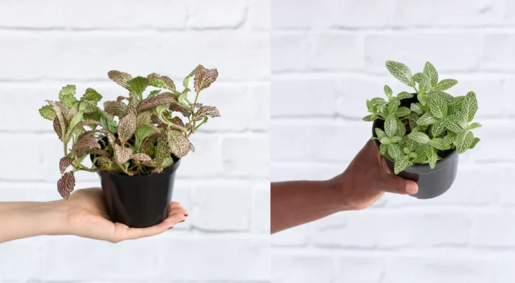 Fittonia em vasos pequenos na palma da mão