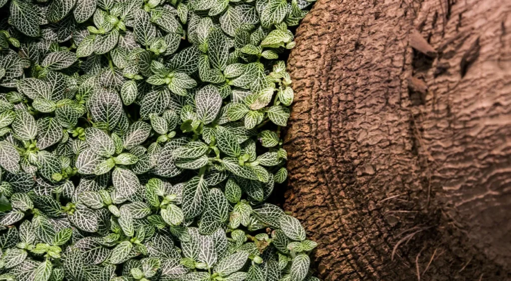 Fittonia no pé da palmeira