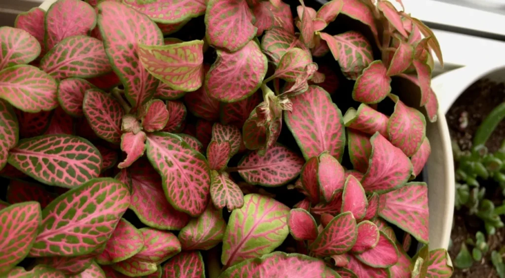 Fittonia pink