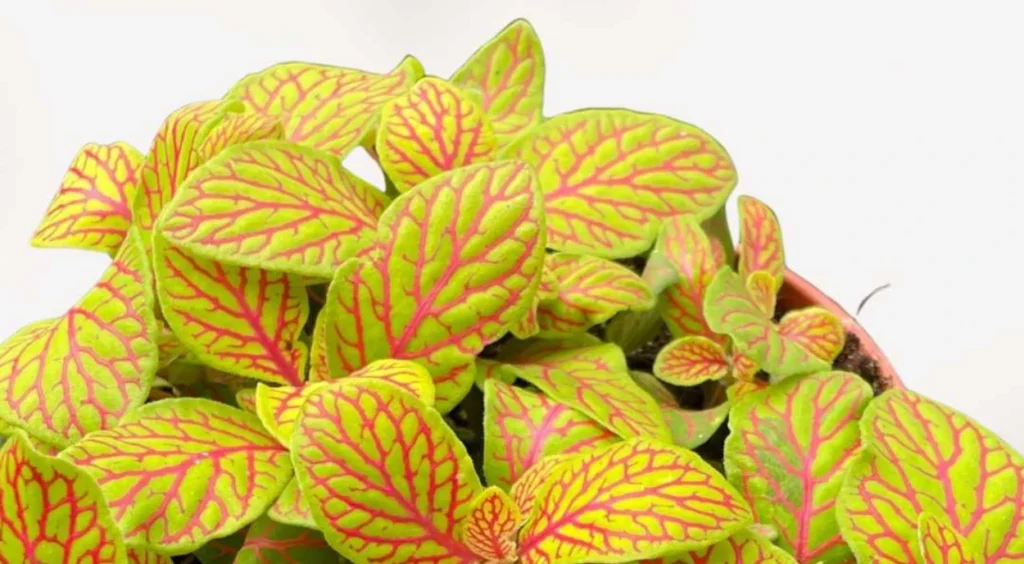Fittonia skeleton