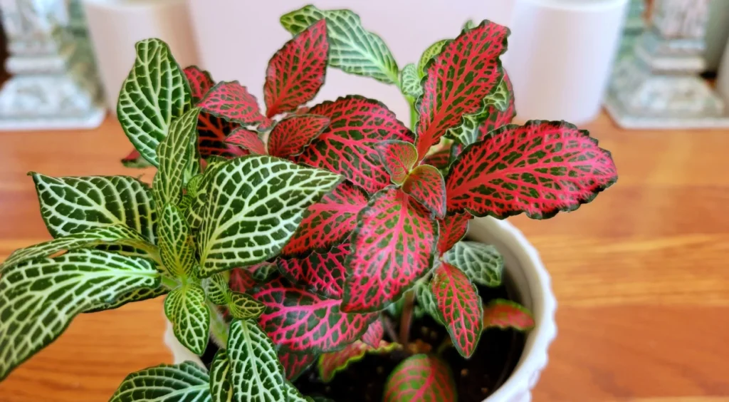 Fittonia verde e vermelha
