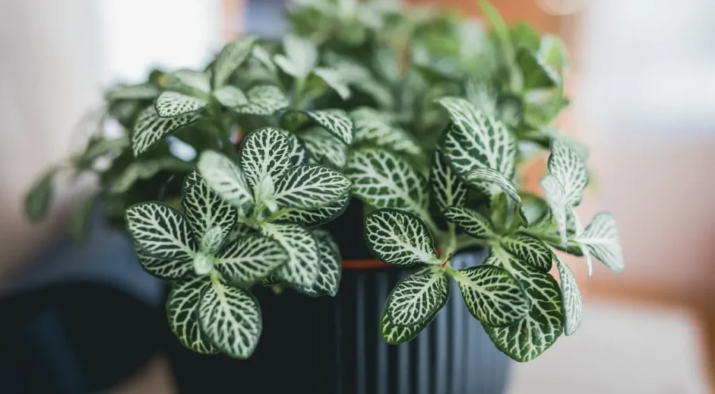 Fittonia verde em vaso preto