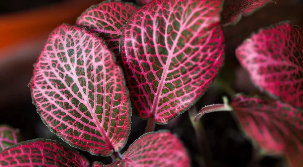 Fittonia vermelha